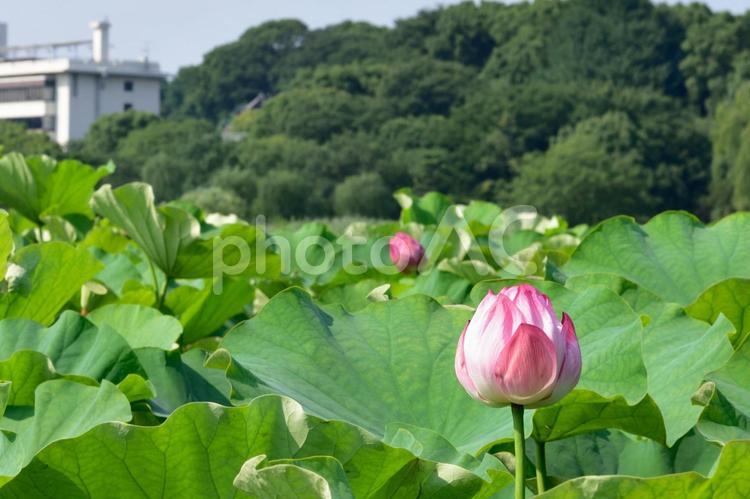 池一杯のハス 日本,ハス,池の写真素材