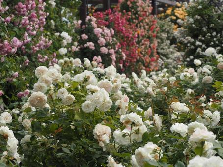 Photo, rose, rose garden, spring, 