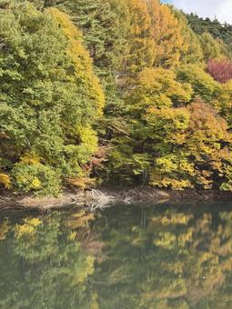 晩秋の大沢の堤の紅葉 大沢の堤,信州,松本市の写真素材