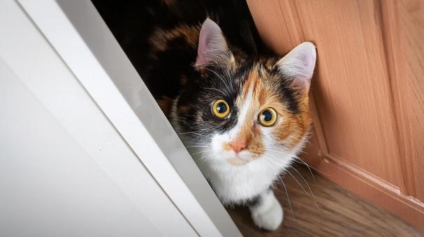 ドアの隙間から様子を窺う猫2 ドアの隙間から様子を窺う猫2の写真