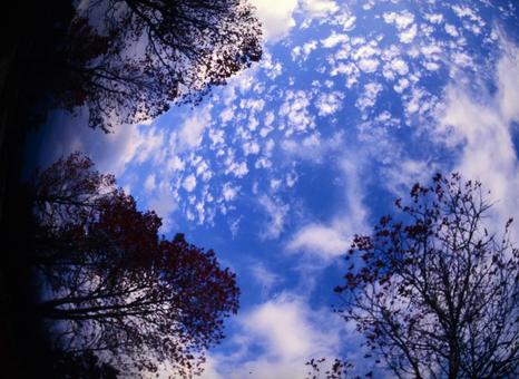 林と青い空 林と青い空の写真