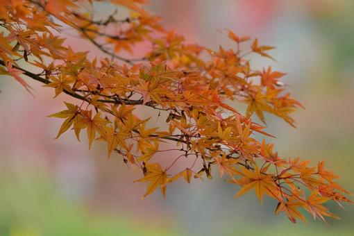 紅葉 紅葉の写真