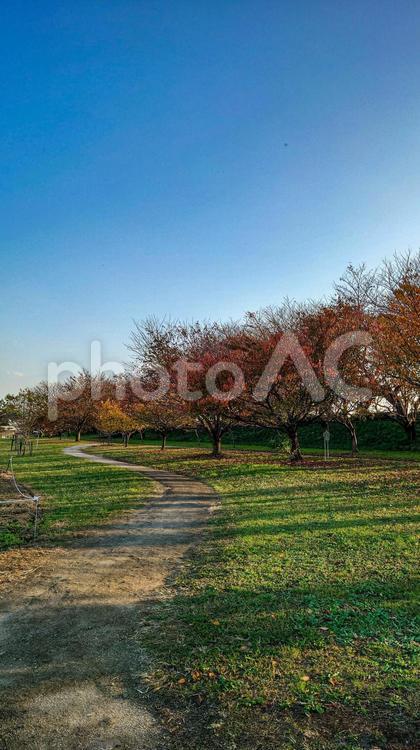 秋の土手の風景 土手,木,木々の写真素材