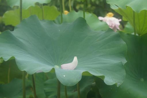 蓮の葉 蓮の葉 蓮,夏,葉の写真素材