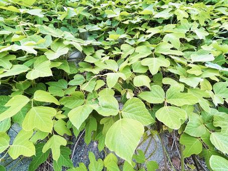 一面に広がる緑の葉 一面に広がる緑の葉の写真