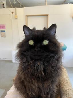 目を丸くして正面を見つめるモフモフの黒猫 目を丸くして正面を見つめるモフモフの黒猫 猫,黒猫,ネコの写真素材