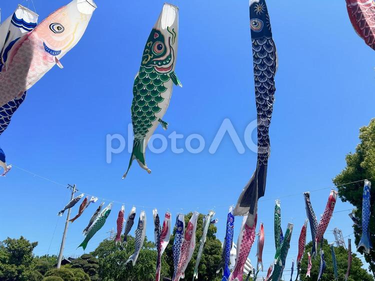 鯉のぼり 鯉のぼり,こどもの日,青空の写真素材