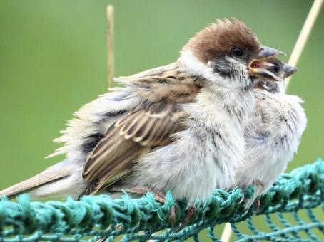 Young sparrow caught in a net, bird, wild bird, sparrow, JPG