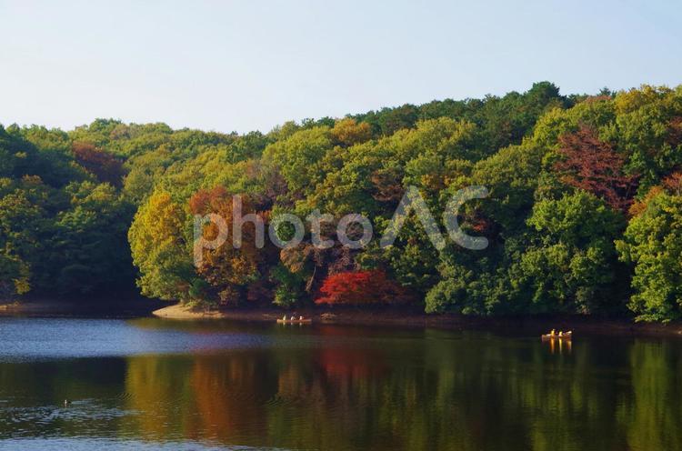 埼玉県　飯能市　紅葉シーズンの宮沢湖 宮沢湖,湖,湖畔の写真素材