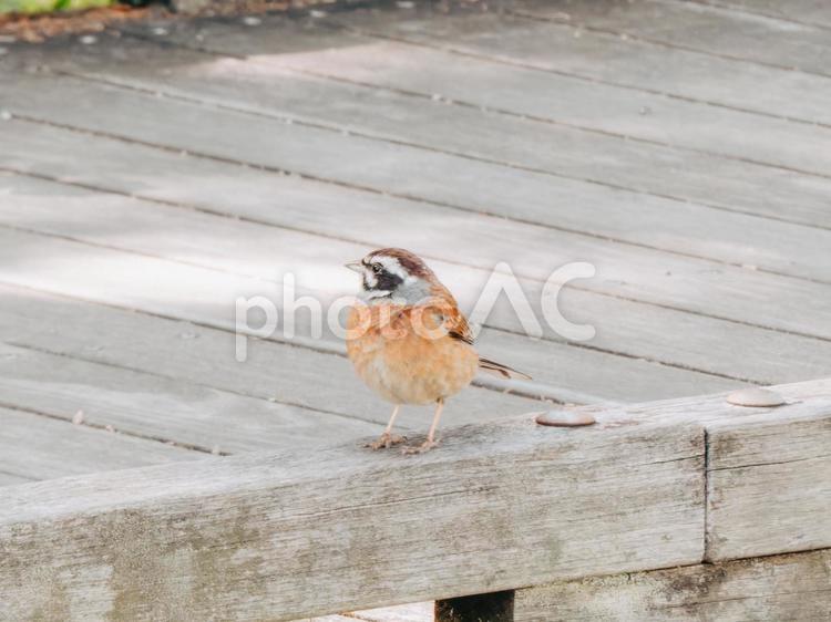 ホオジロの横顔がキュートです ホオジロ,野鳥,くわえるの写真素材