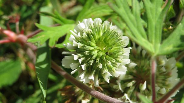 クローバーの花（シロツメクサ） クローバー,シロツメクサ,四葉のクローバーの写真素材