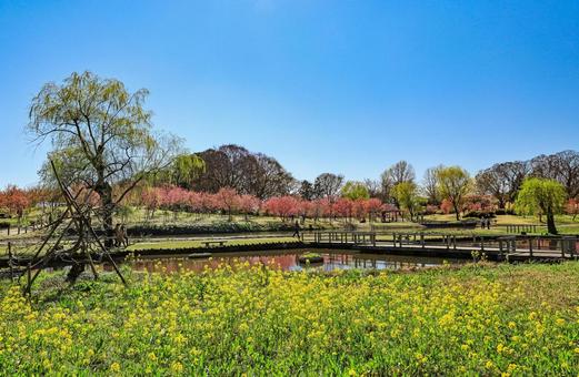古河公方公園の菜の花畑 古河公方公園の菜の花畑 菜の花,菜の花畑,黄色の写真素材