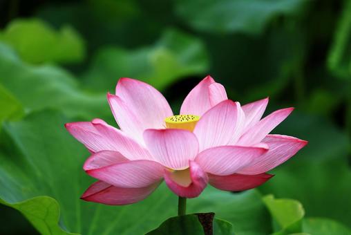 Lotus flower 3, JPG