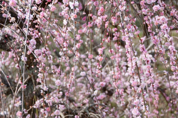 しだれ梅 春,花,梅の写真素材