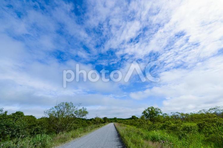 釧路湿原の景色 釧路湿原,釧路,北海道の写真素材