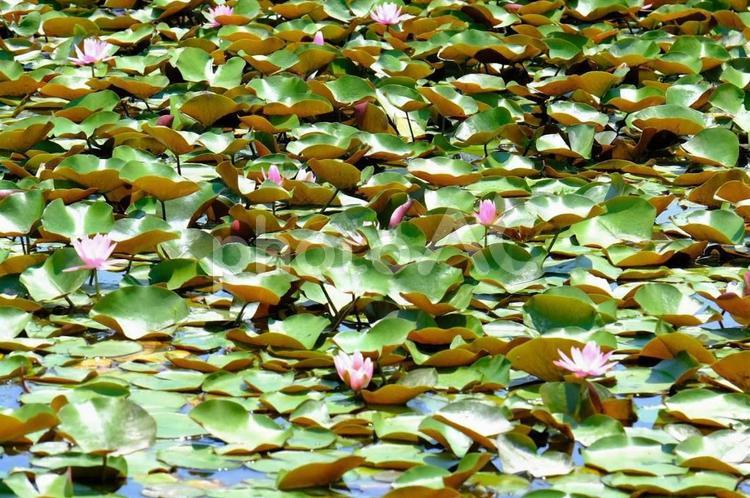 平池公園　蓮・水蓮 蓮,はす,ハスの写真素材