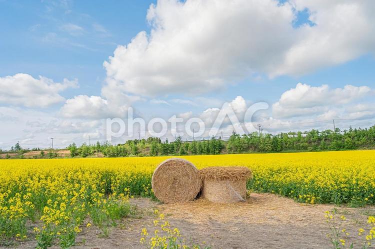 北海道　安平町の菜の花畑 北海道,hokkaido,安平の写真素材