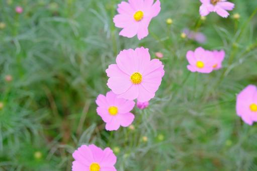 コスモス コスモス,秋,花の写真素材