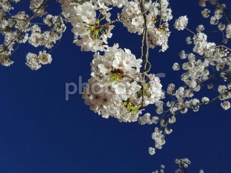 錦糸公園の夜桜 夜桜,桜,花の写真素材