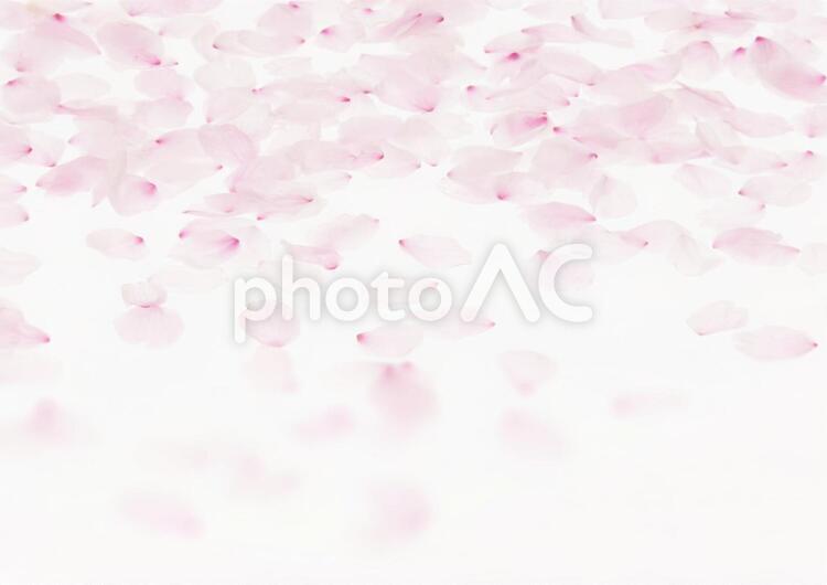 ピンクの背景と春の桜の花びら 1799 春,さくら,花びらの写真素材