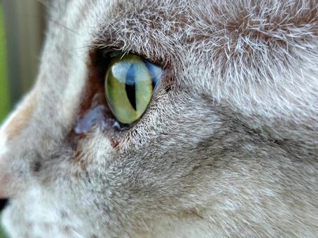 目力 猫,ねこ,かわいいの写真素材