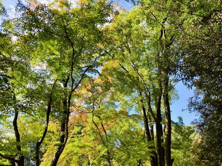 初秋の風景 自然,木,木々の写真素材