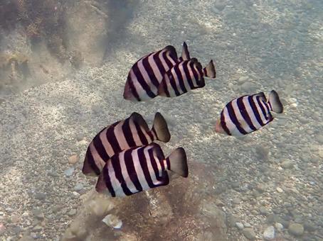 日本海の海(イシダイの幼魚) 日本海の海(イシダイの幼魚)の写真