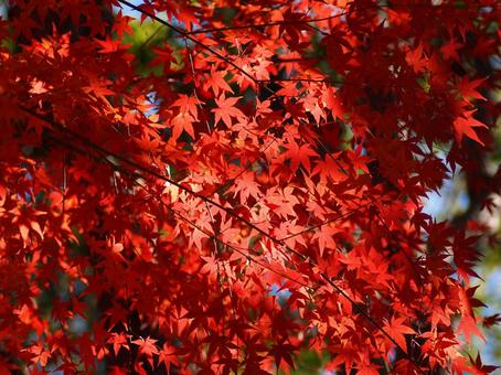 紅葉 紅葉の写真