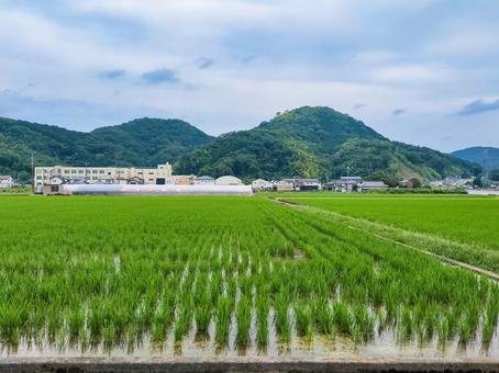 静岡県伊豆の国市南江間あたりの田園風景 静岡県伊豆の国市南江間あたりの田園風景 水田,田圃,田園風景の写真素材