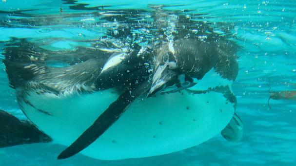 Summer zoo Swimming penguins, JPG