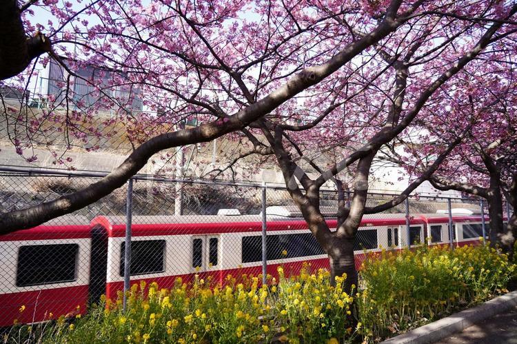桜と京急線 桜祭り,お花見,さくらの写真素材