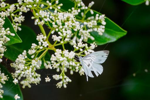 Photo, early summer, butterfly, monsieur root, 