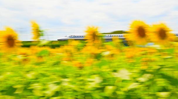 Sunflower fields and a fast-paced Shinkansen train, JPG Sunflower fields and a fast-paced Shinkansen train, JPG