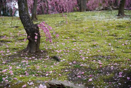 城南宮のしだれ梅 城南宮のしだれ梅の写真