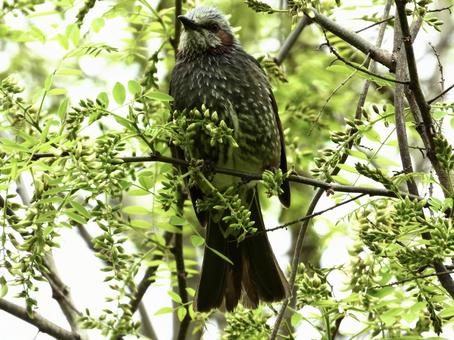 A brown-eared bulbul clinging to a thin branch, bird, wild bird, brown ears, JPG