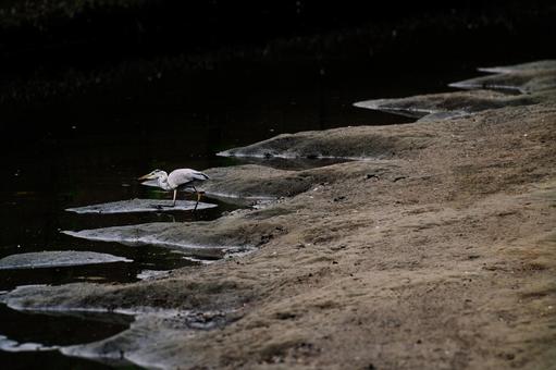 アオサギ アオサギ アオサギ,青鷺,蒼鷺の写真素材