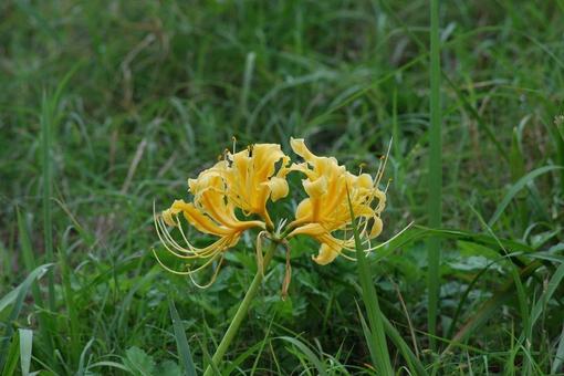 [Photo of cluster amaryllis] Scenery of cluster amaryllis blooming, JPG