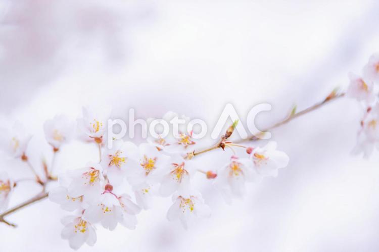白背景の純白なイメージの桜 ソメイヨシノ,ピンク,大阪の写真素材