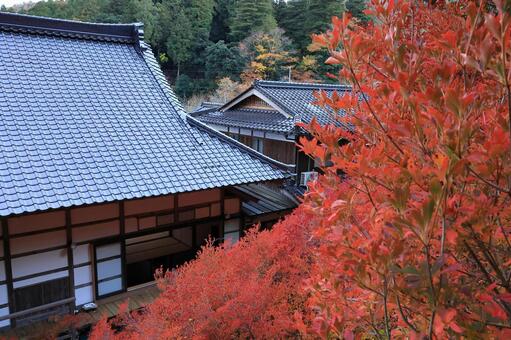 安国寺 紅葉,もみじ,秋の写真素材