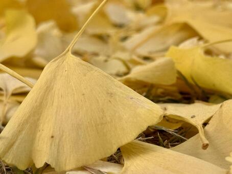 晩秋の森を彩る黄金の絨毯 銀杏,イチョウ,落ち葉の写真素材