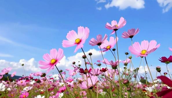 Pink cosmos and blue sky, JPG