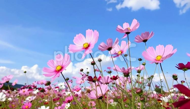 ピンク色のコスモスと青い空 コスモス,青空,花畑の写真素材