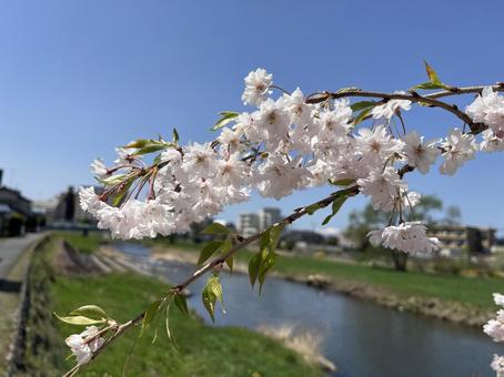 川沿い 川沿い 春,フラワー,flowerの写真素材