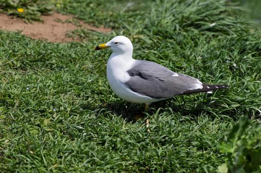 Photo, female cat, black-tailed gulls at kabushima shrine, bird, 