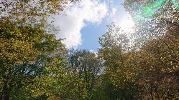 空と紅葉 空と紅葉の写真