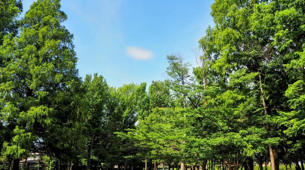 夏の水元公園・緑の森の木立・東京都葛飾区 夏の水元公園・緑の森の木立・東京都葛飾区の写真
