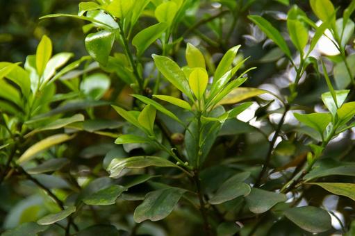 モチノキ モチノキの写真