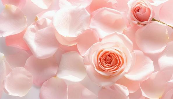 バラの花びらの写真