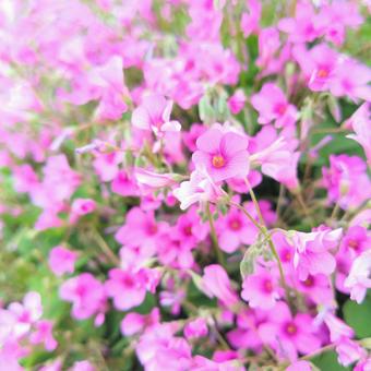 ムラサキカタバミ ムラサキカタバミ 花,植物,自然の写真素材
