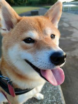 お散歩が楽しくて笑顔の柴犬! お散歩が楽しくて笑顔の柴犬! 犬,シバ,柴犬の写真素材